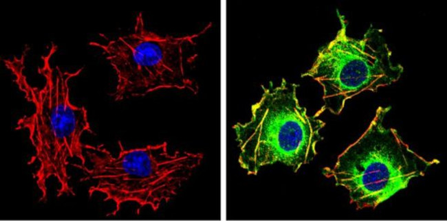 PASK Antibody in Immunocytochemistry (ICC/IF)