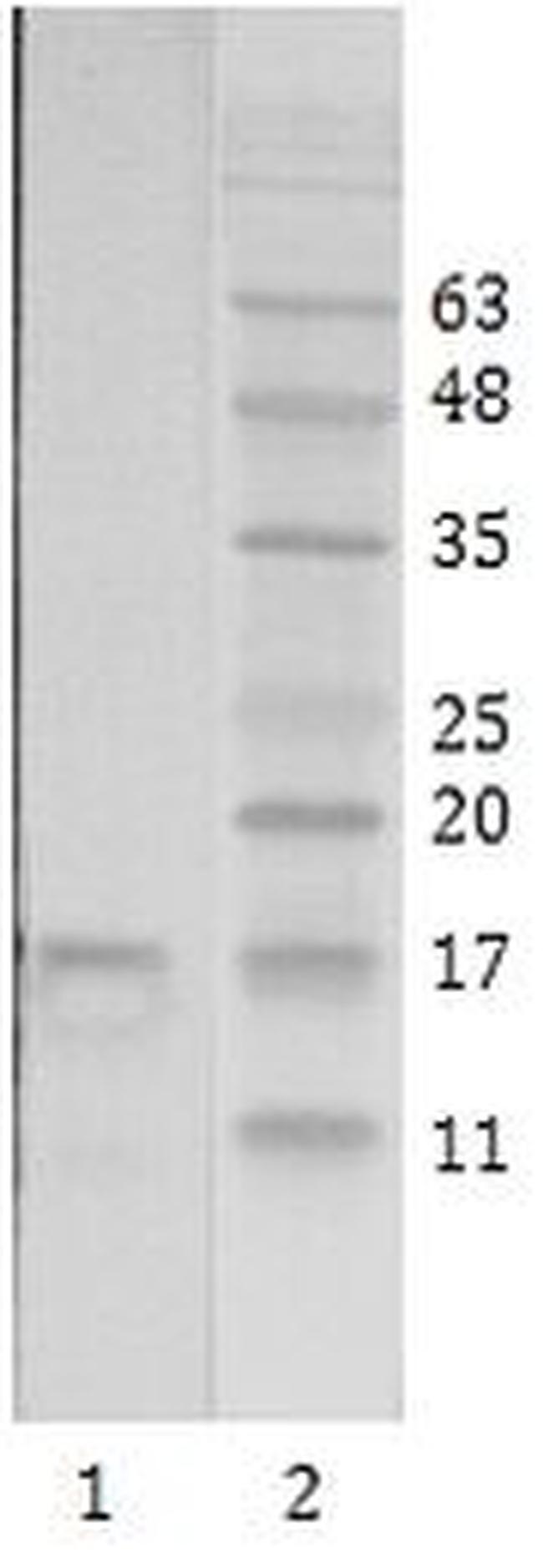 HIV1 Tat Antibody in Western Blot (WB)