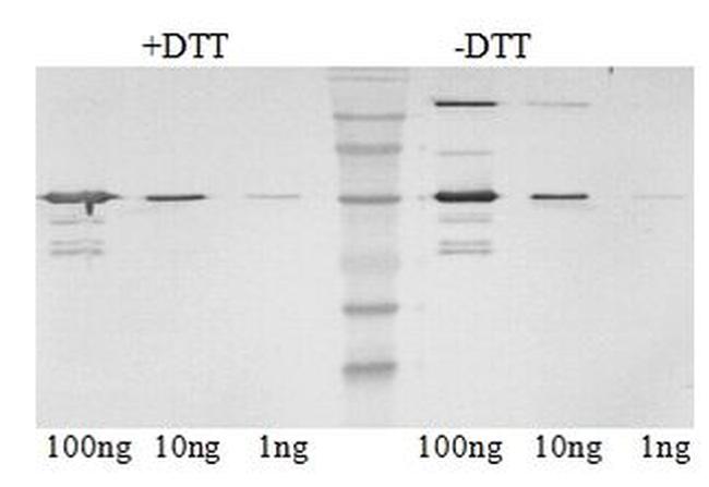 SIV nef Antibody in Western Blot (WB)