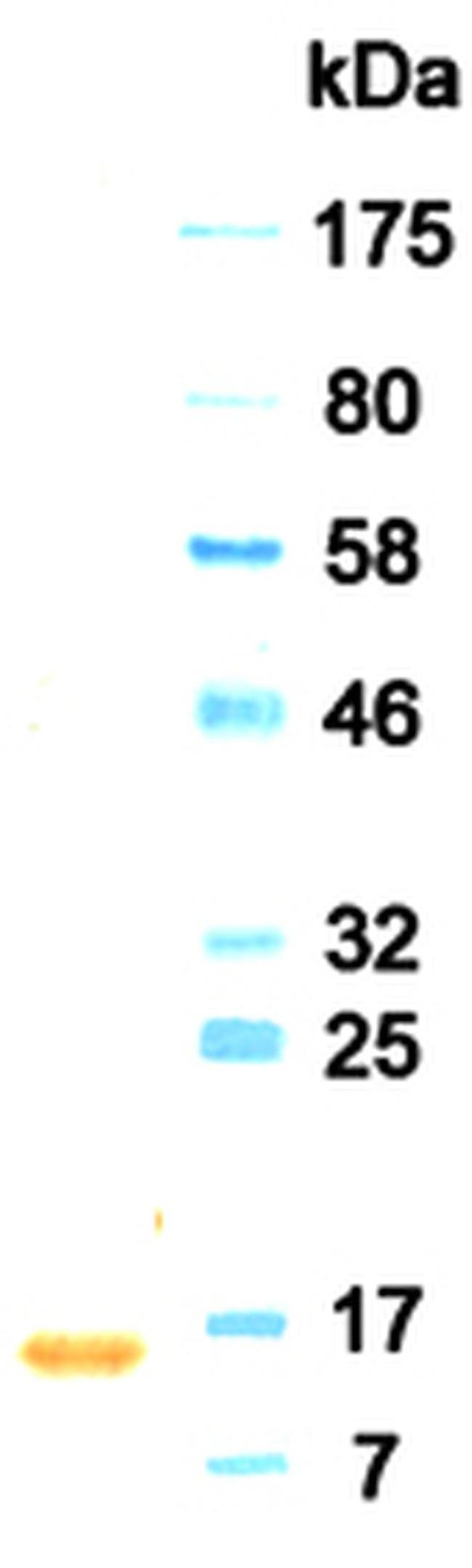 Interferon alpha-2 Antibody in Western Blot (WB)