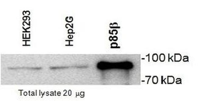 PIK3R2 Antibody in Western Blot (WB)