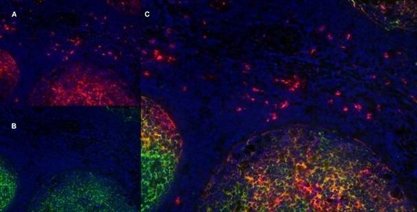 CD11b Antibody in Immunohistochemistry (Frozen) (IHC (F))