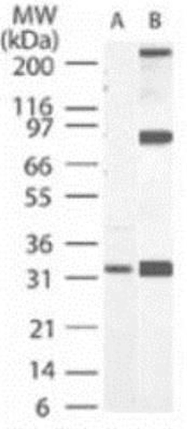 Active/Pro-Caspase 3 Antibody in Western Blot (WB)