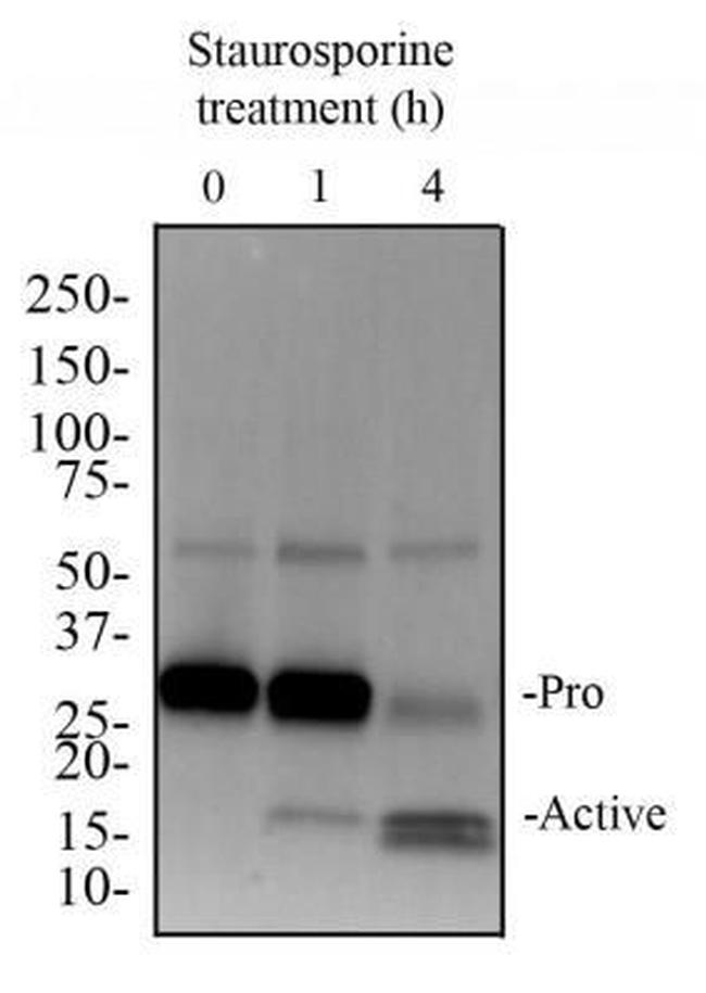 Active/Pro-Caspase 3 Antibody in Western Blot (WB)