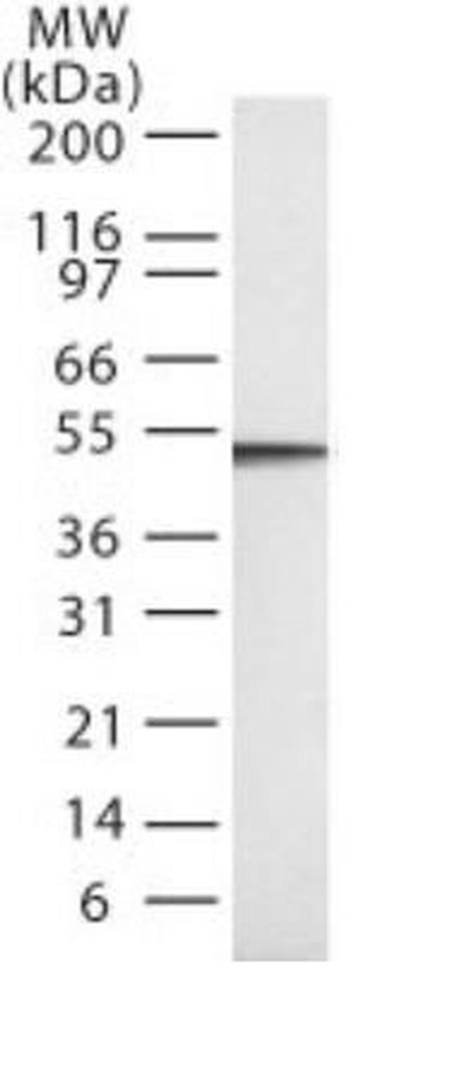 Caspase 2 Antibody in Western Blot (WB)