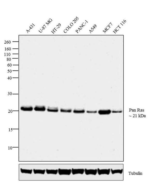 Pan Ras Monoclonal Antibody (Ras10) | Invitrogen (MA1-012)