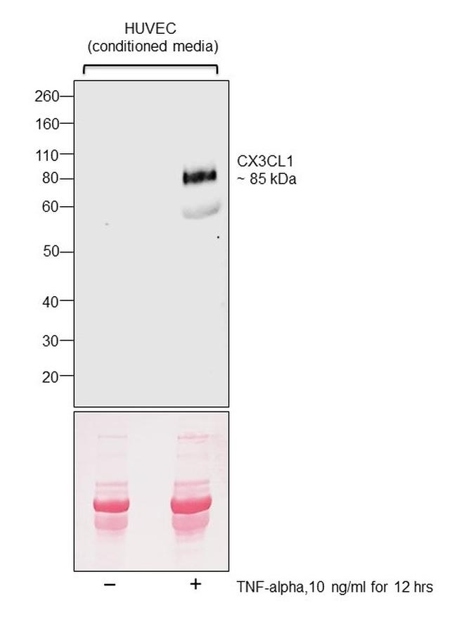 CX3CL1 Antibody