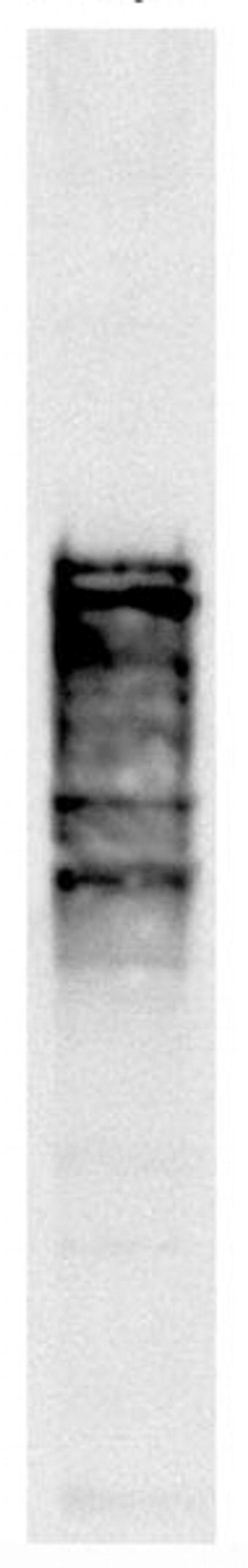 NSP1 Antibody in Western Blot (WB)