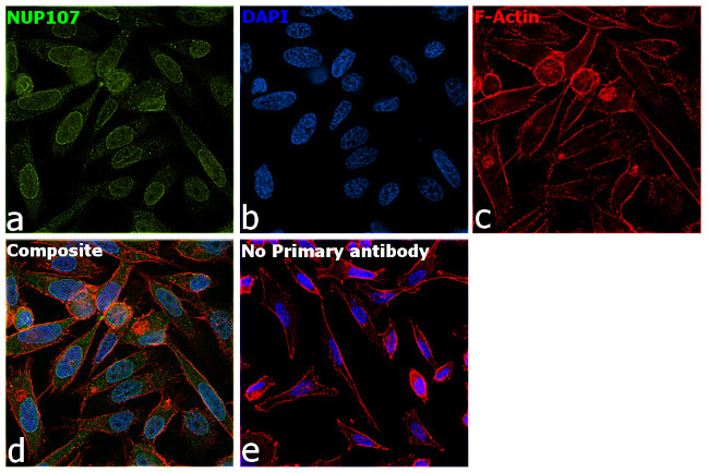 NUP107 Antibody in Immunocytochemistry (ICC/IF)
