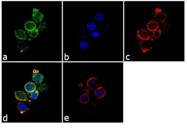 CD3 Antibody in Immunocytochemistry (ICC/IF)