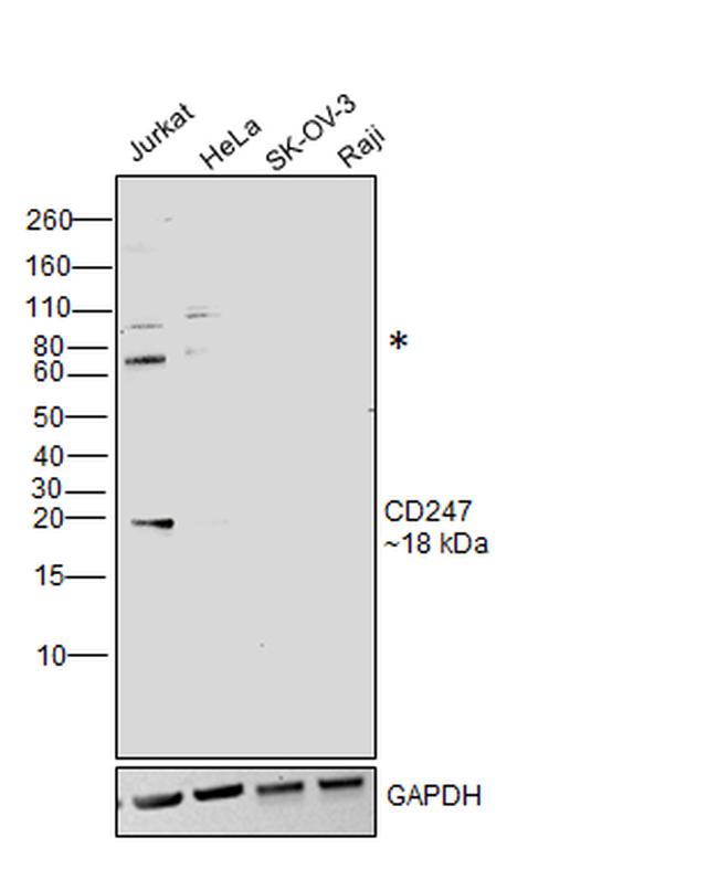 CD3e Antibody in Western Blot (WB)