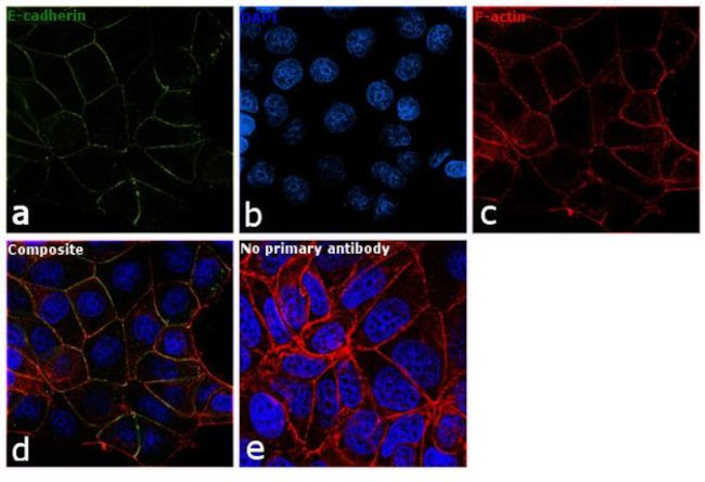 E-cadherin Antibody in Immunocytochemistry (ICC/IF)