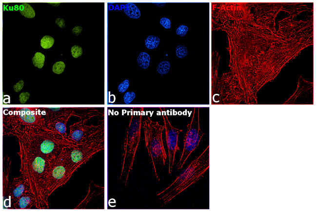 Ku80 Antibody in Immunocytochemistry (ICC/IF)