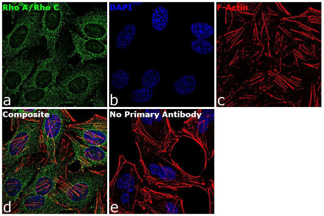 RhoA/RhoC Antibody in Immunocytochemistry (ICC/IF)