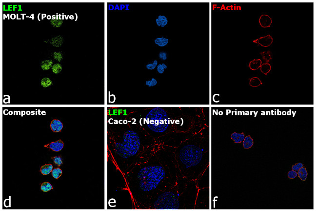 LEF1 Antibody in Immunocytochemistry (ICC/IF)