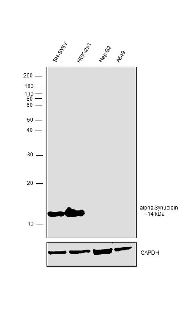 alpha Synuclein Antibody in Western Blot (WB)