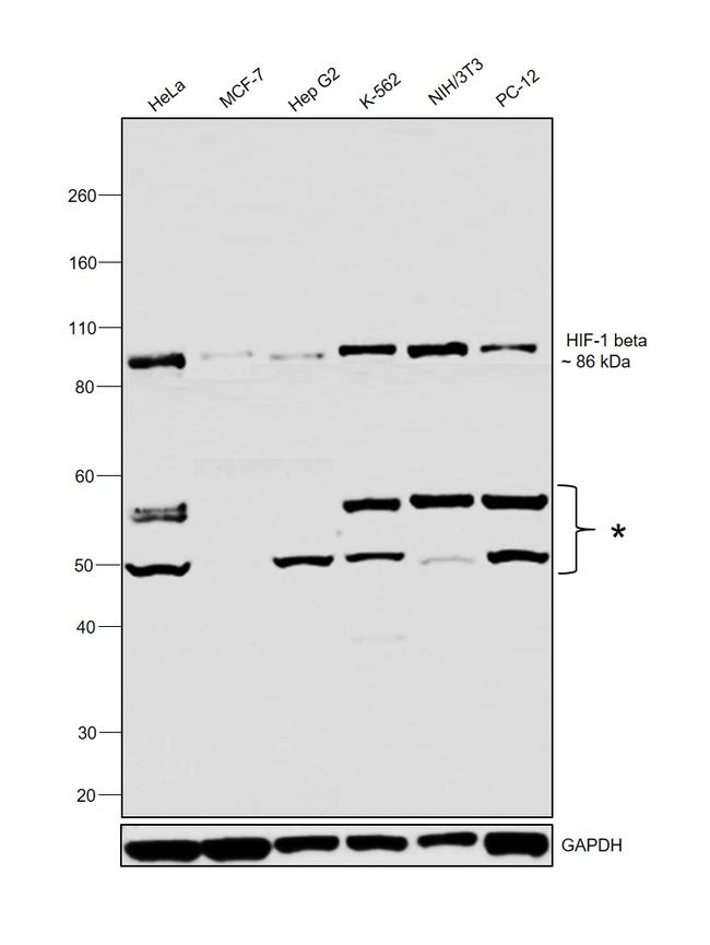 HIF-1 beta Antibody in Western Blot (WB)