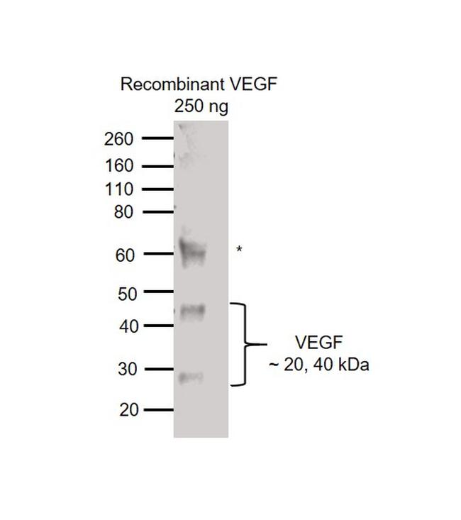 VEGF Antibody in Western Blot (WB)
