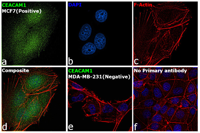CD66 (CEACAM) Antibody in Immunocytochemistry (ICC/IF)