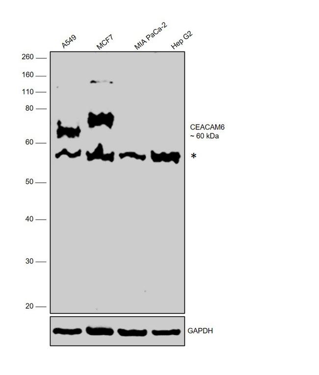 CEACAM5/CEACAM6 Antibody in Western Blot (WB)