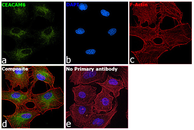CEACAM6 Antibody in Immunocytochemistry (ICC/IF)