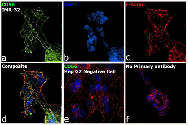 CD56 Antibody in Immunocytochemistry (ICC/IF)