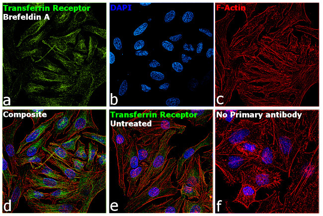 Transferrin Receptor Antibody in Immunocytochemistry (ICC/IF)