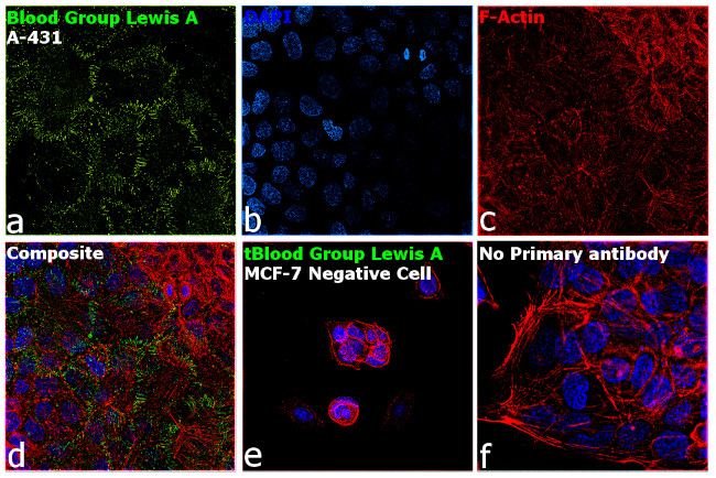 Blood Group Lewis A Antibody in Immunocytochemistry (ICC/IF)