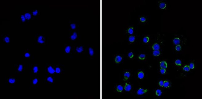 CD11c Antibody in Immunocytochemistry (ICC/IF)