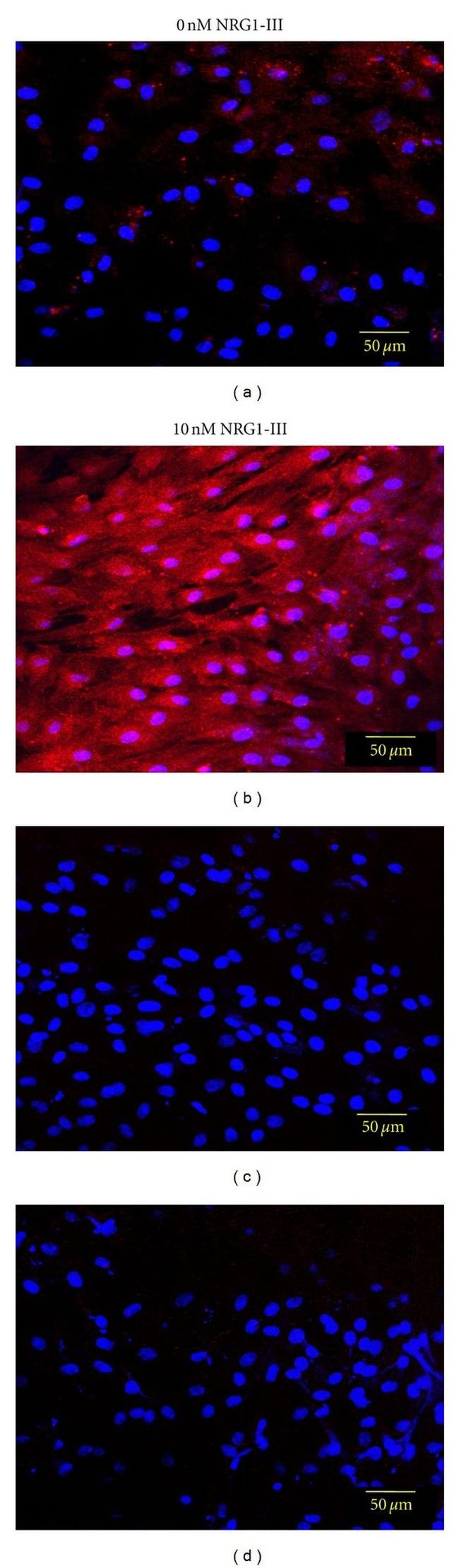 NGFR Antibody in Immunocytochemistry (ICC/IF)