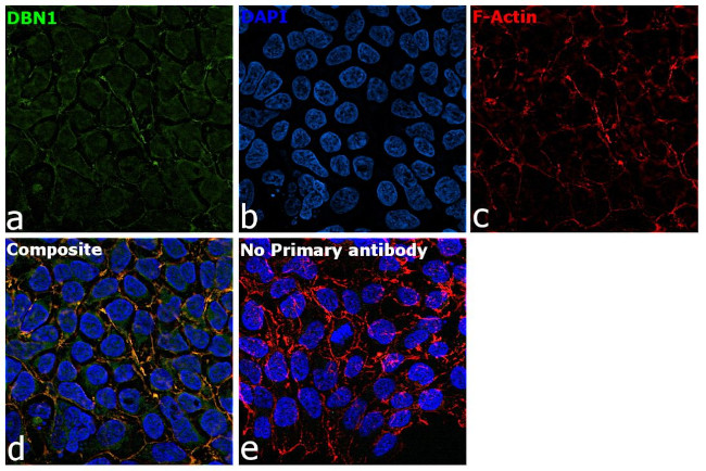 Drebrin Antibody in Immunocytochemistry (ICC/IF)