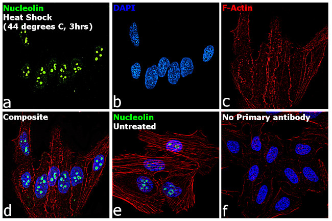 Nucleolin Antibody in Immunocytochemistry (ICC/IF)