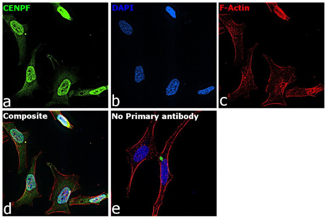 CENPF Antibody in Immunocytochemistry (ICC/IF)