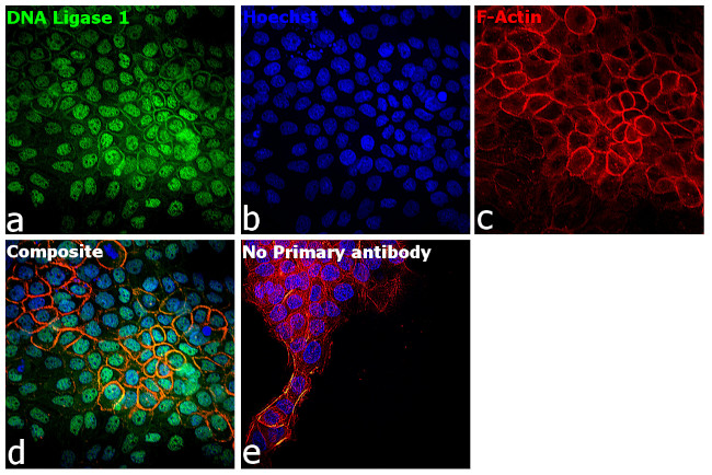 DNA Ligase I Antibody in Immunocytochemistry (ICC/IF)