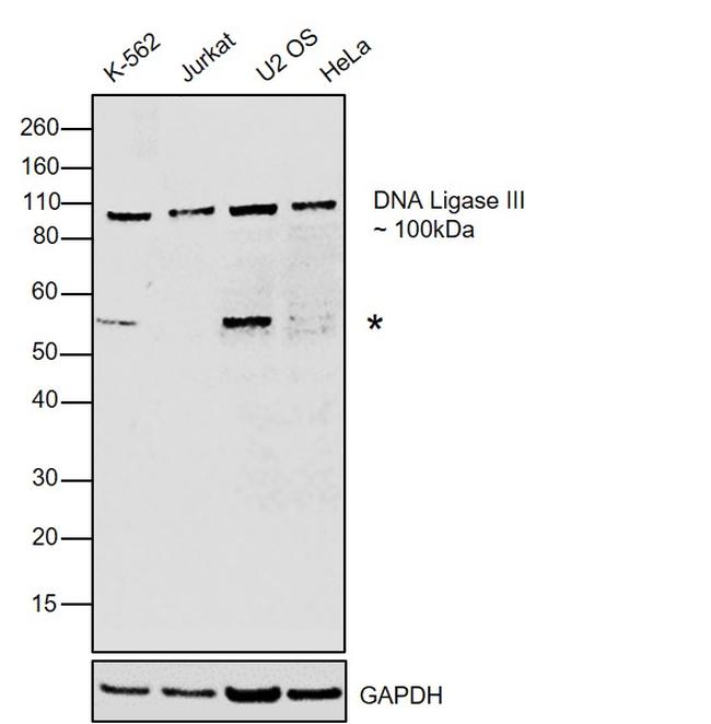 DNA Ligase III Antibody in Western Blot (WB)