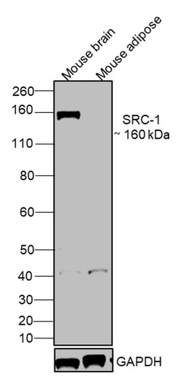 SRC1 Antibody in Western Blot (WB)