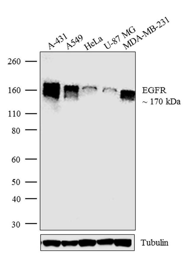 EGFR Antibody in Western Blot (WB)