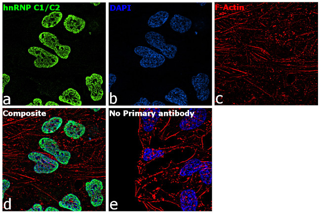 hnRNP C1/C2 Antibody in Immunocytochemistry (ICC/IF)