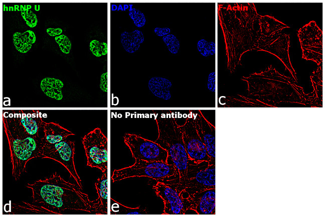 hnRNP U Antibody in Immunocytochemistry (ICC/IF)