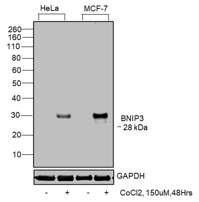 BNIP3 Antibody in Western Blot (WB)