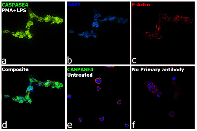 Caspase 4 Antibody in Immunocytochemistry (ICC/IF)
