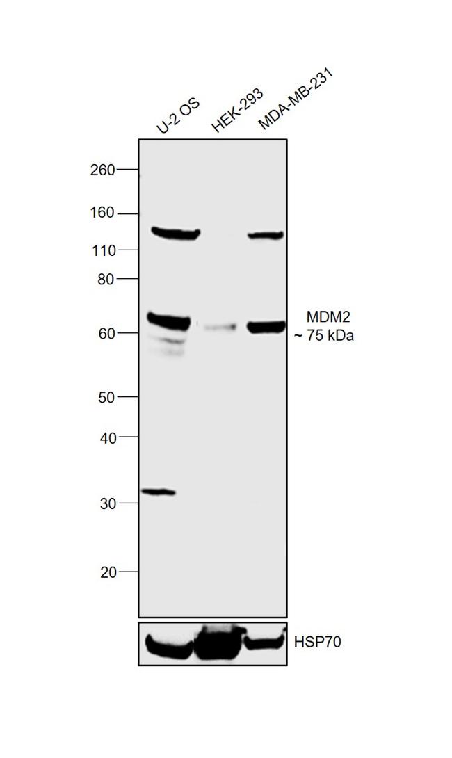 MDM2 Antibody in Western Blot (WB)