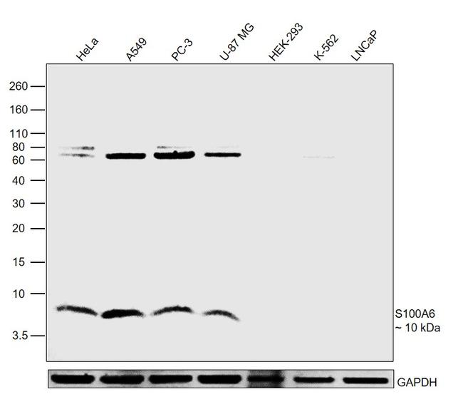 S100A6 Antibody in Western Blot (WB)