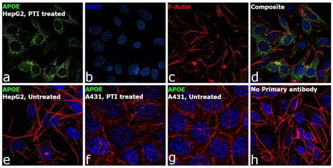 Apolipoprotein H Antibody in Immunocytochemistry (ICC/IF)