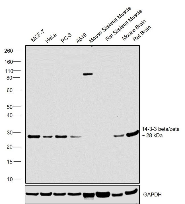 14-3-3 beta/zeta Antibody in Western Blot (WB)