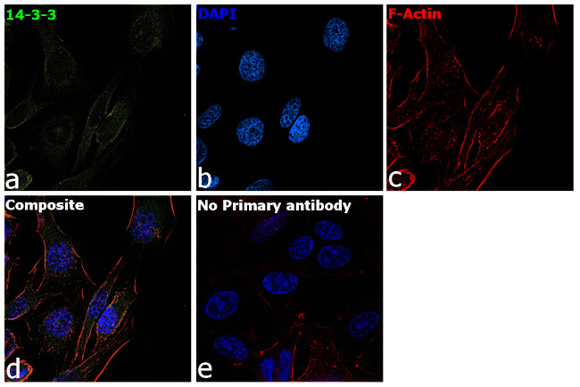 14-3-3 beta/zeta Antibody in Immunocytochemistry (ICC/IF)