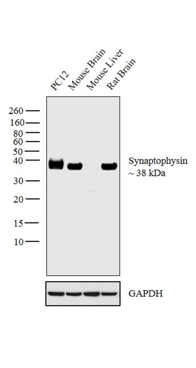 VAMP1 Antibody in Western Blot (WB)
