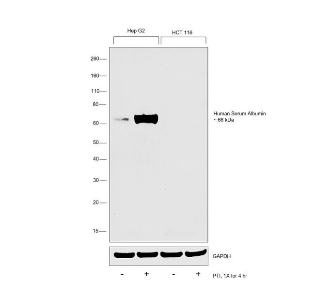 Human Serum Albumin Antibody in Western Blot (WB)
