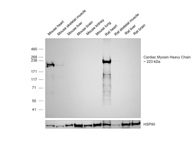 Cardiac Myosin Heavy Chain Antibody in Western Blot (WB)