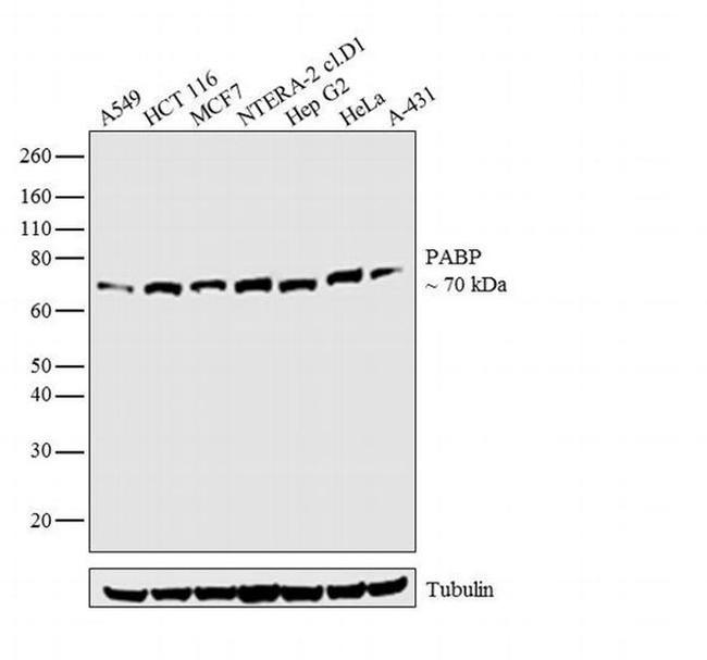 PABP Antibody in Western Blot (WB)
